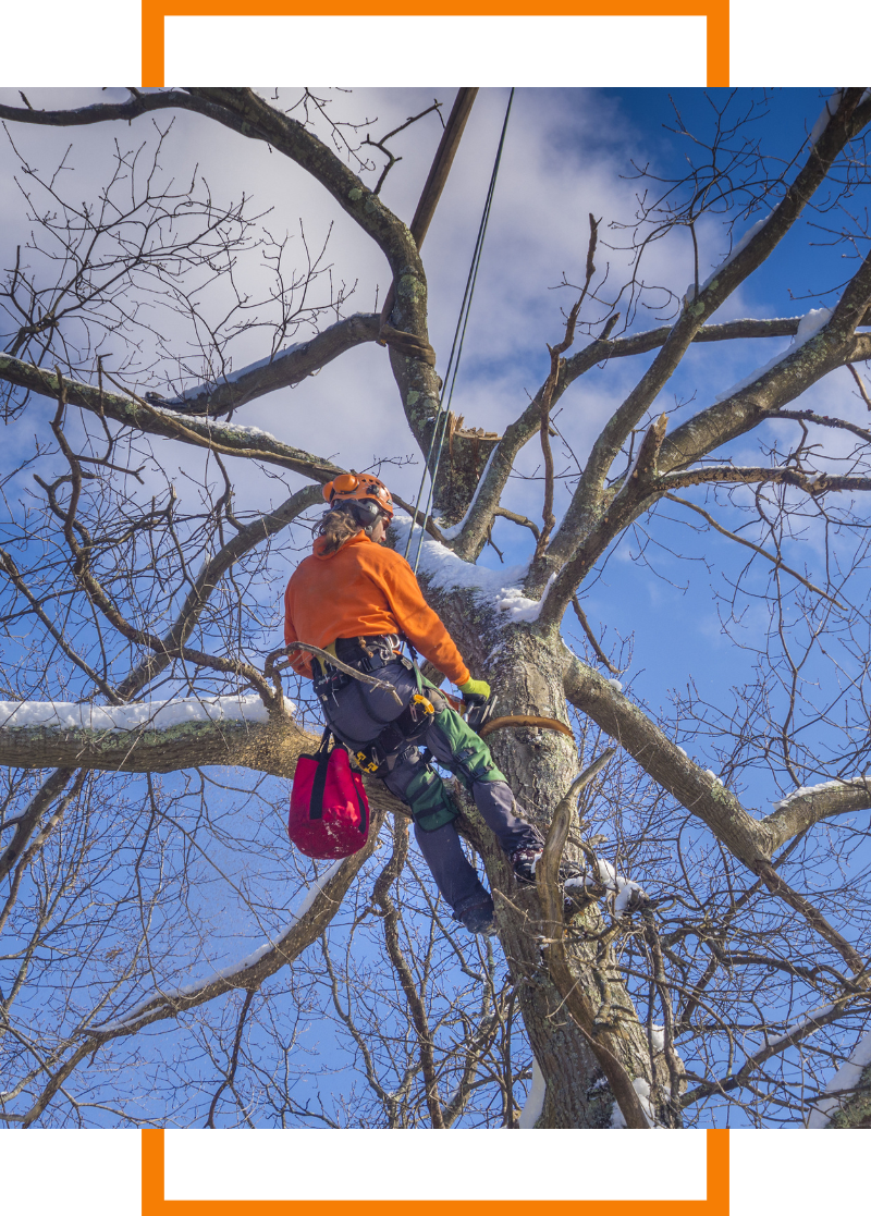 Person cutting down a tree
