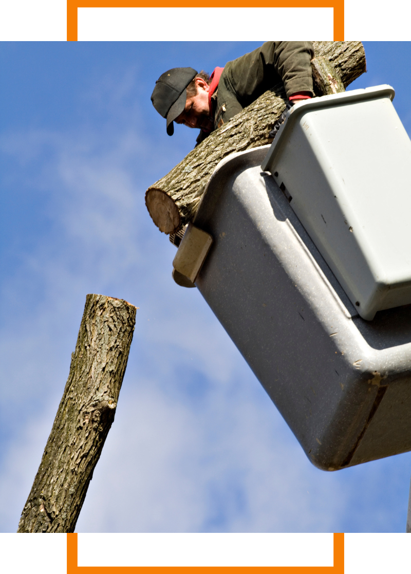 Person lifting barks of tree