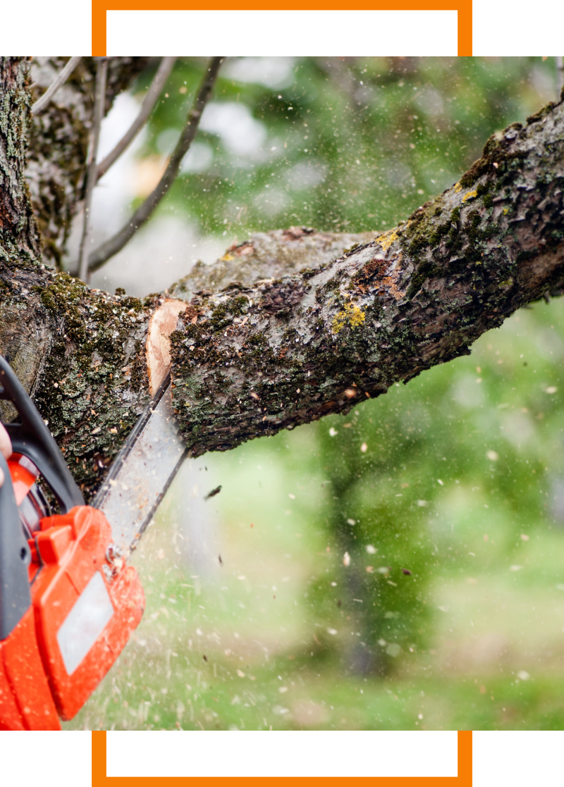 Cutting a tree with a chainsaw