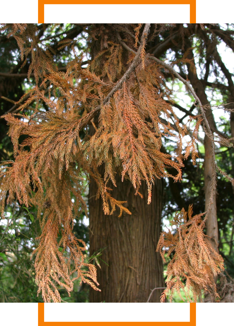 ArlingtonHeights (2)