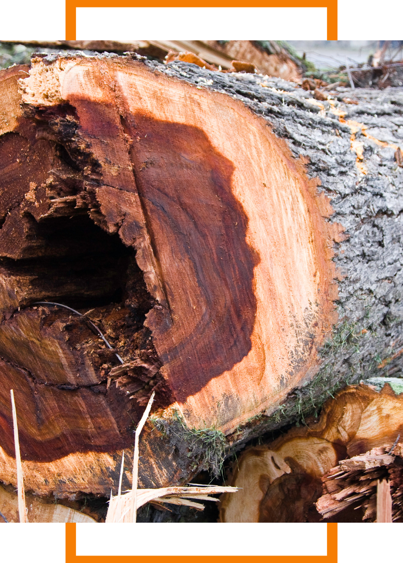 ArlingtonHeights (4)