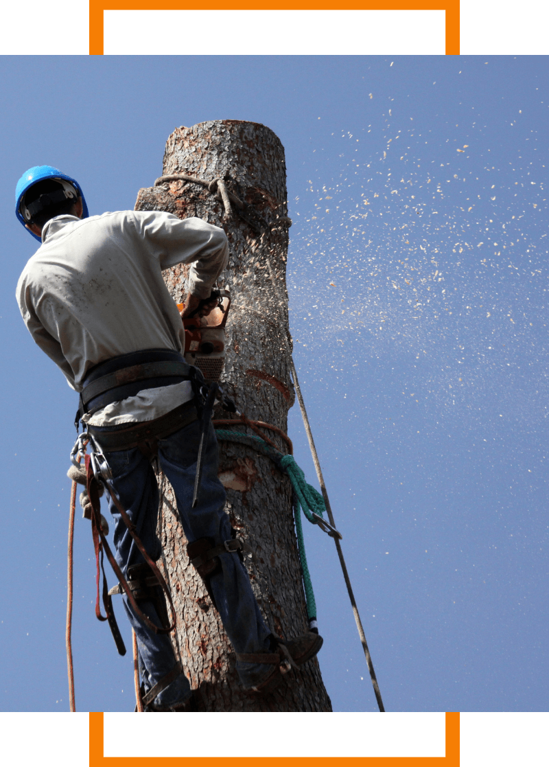 tree removal