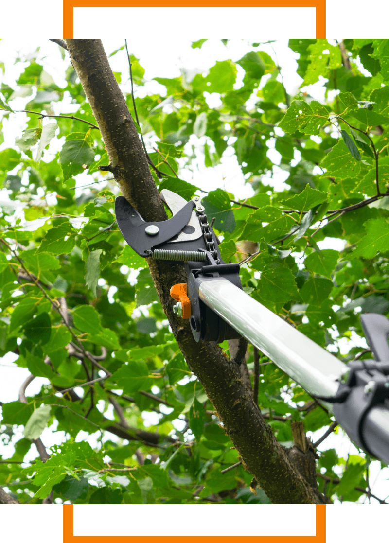 tree trimming