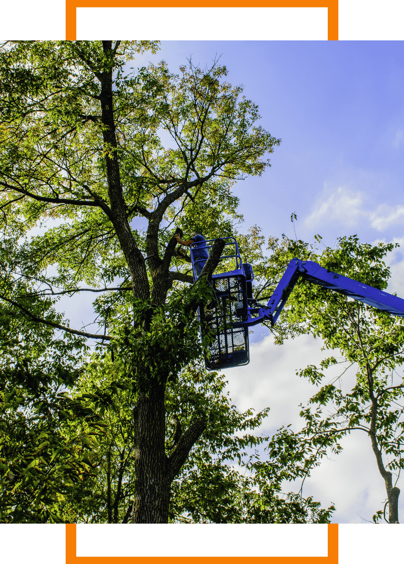 tree trimming