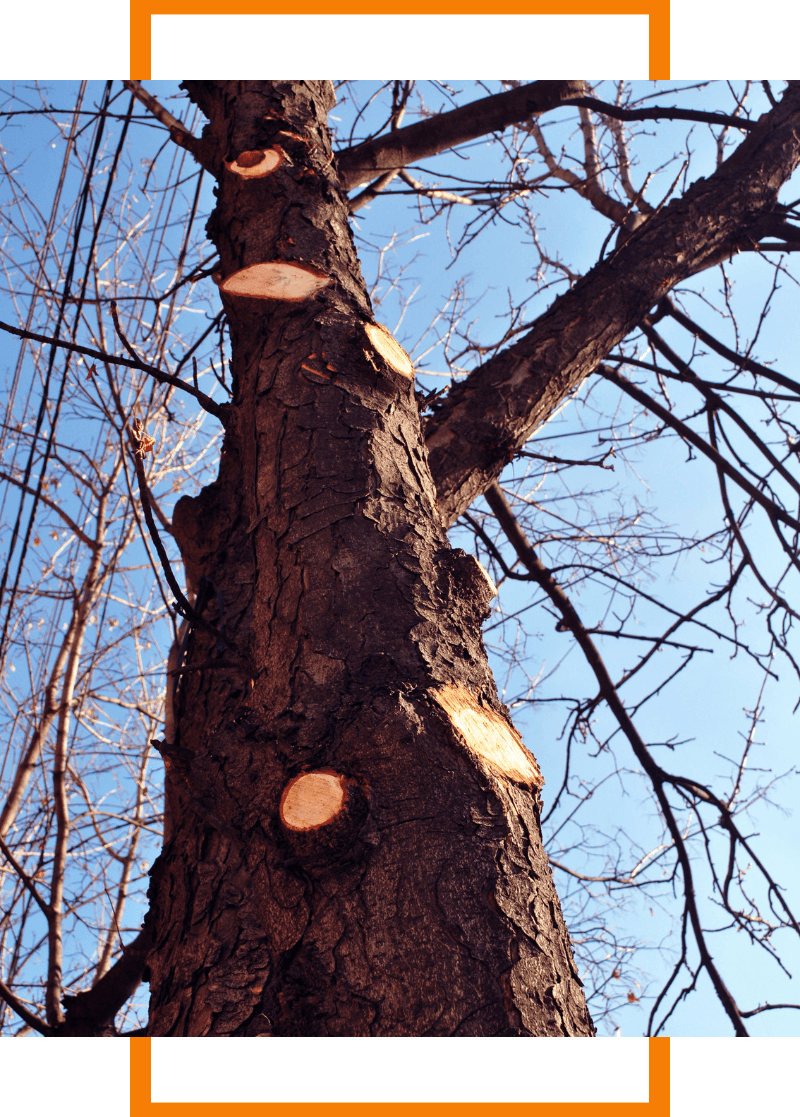 tree that's been trimmed