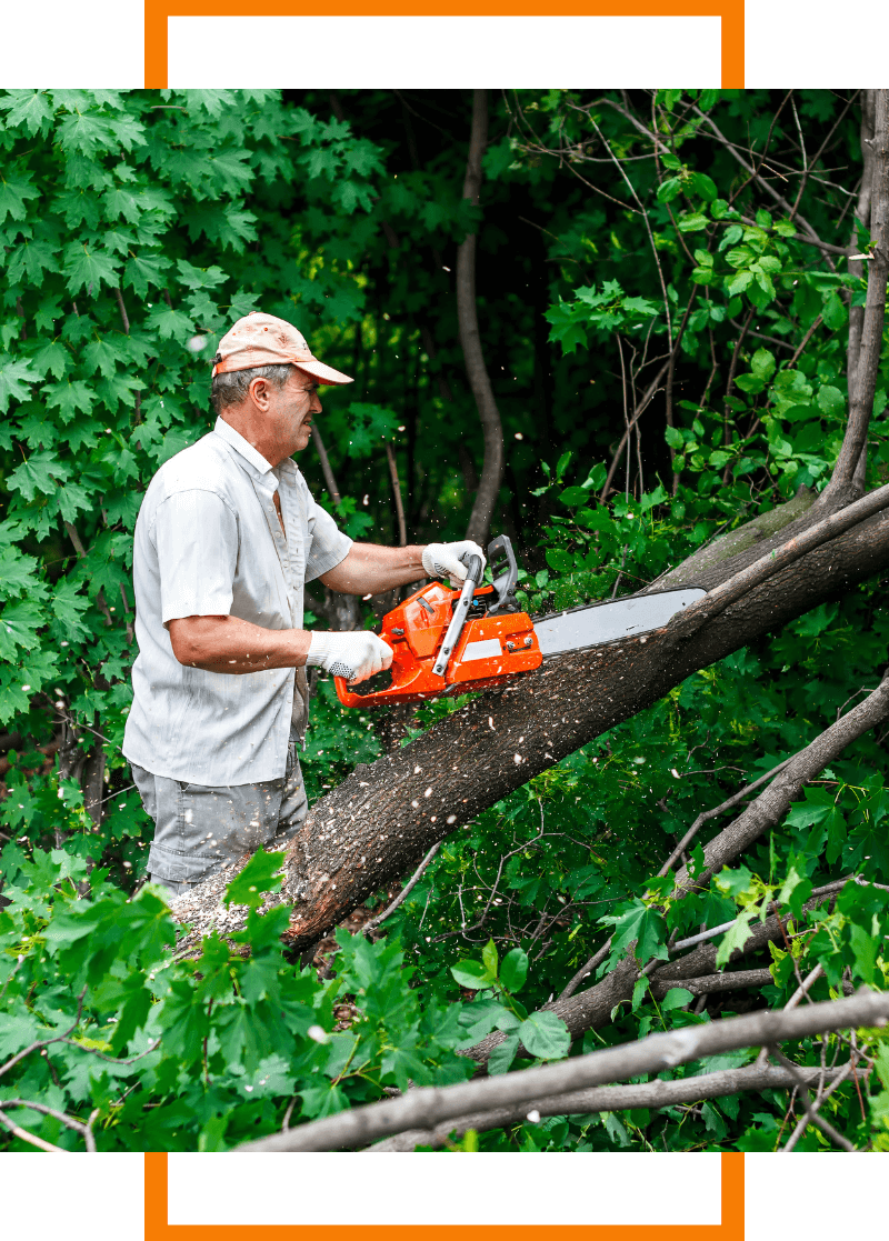 tree trimmer