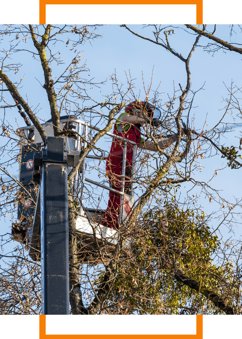 tall tree trimming