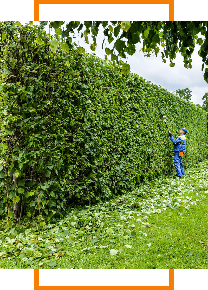 bush trimming