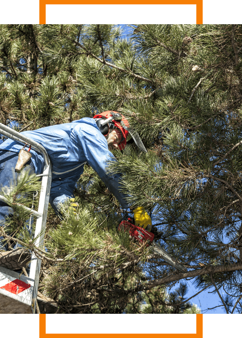 tree trimmer