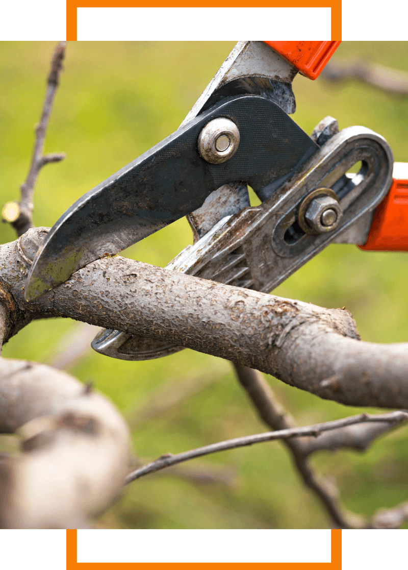 tree trimming