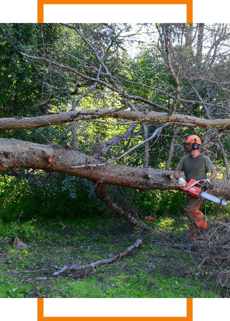 tree removal services