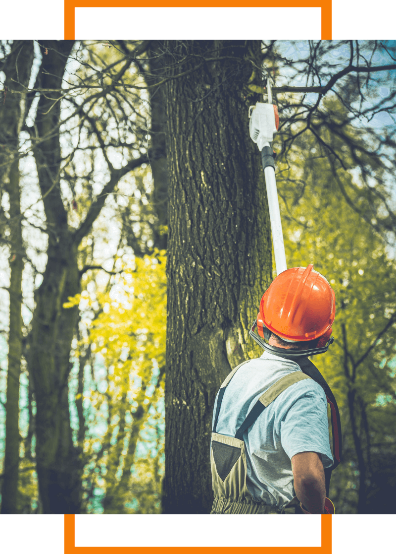 tree trimmer