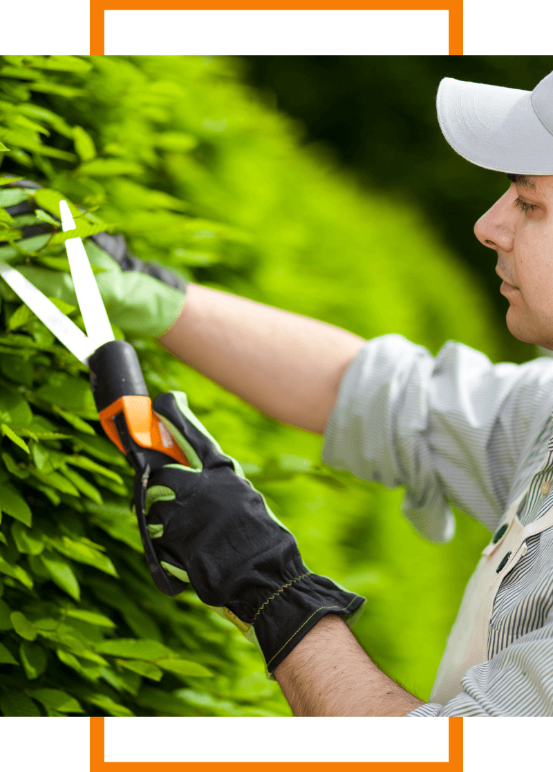 bush trimming