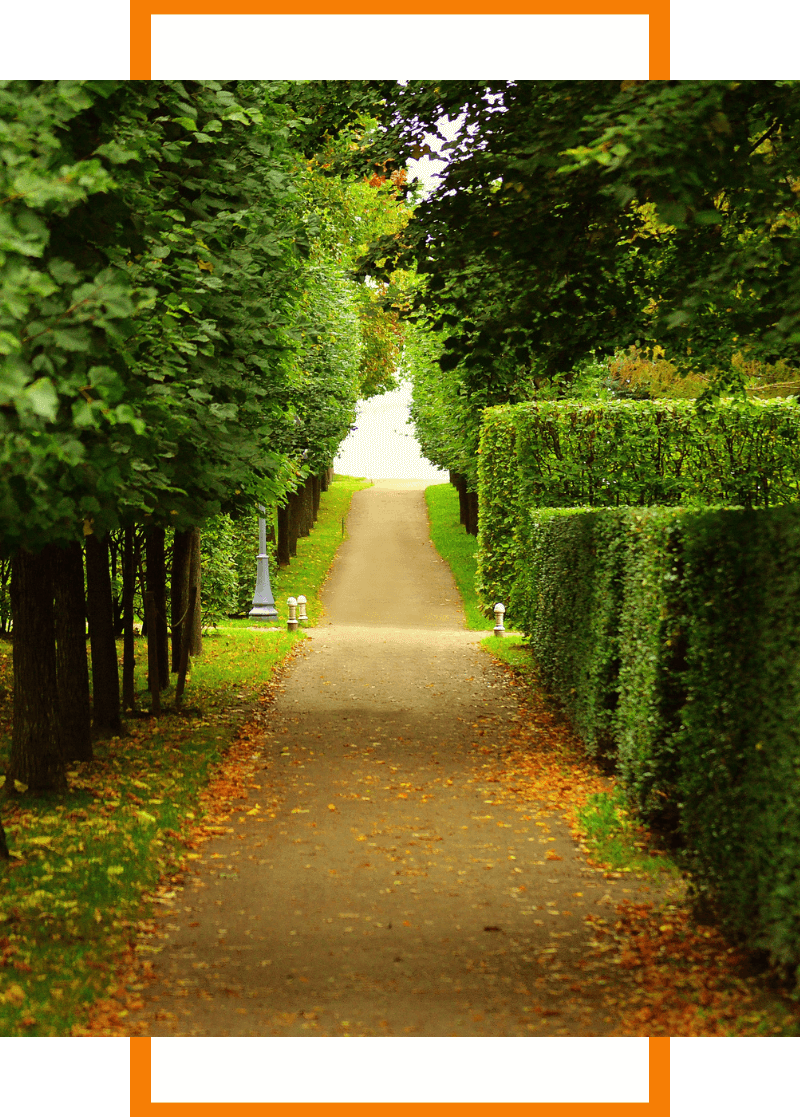 walkway with trees