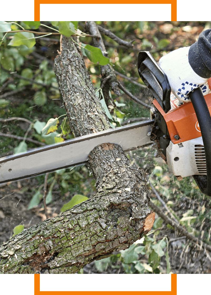 tree trimming