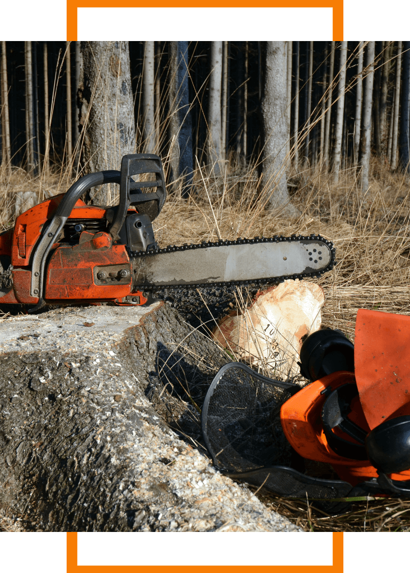 chainsaw cutting tree