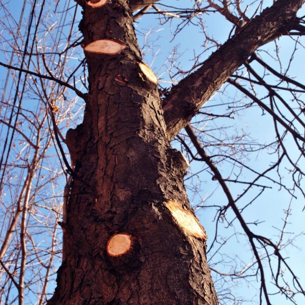 tree with limbs trimmed