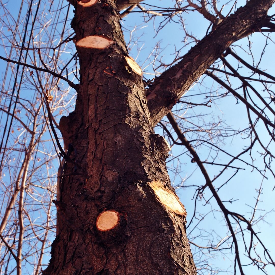 Trunk cut back to bare stubs — Tree service Hoffman Estates, IL