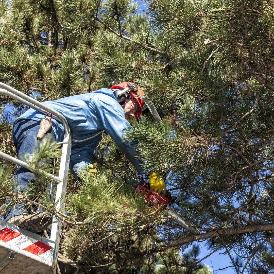 Worker pruning pine from a ladder — Tree service Hillside, IL