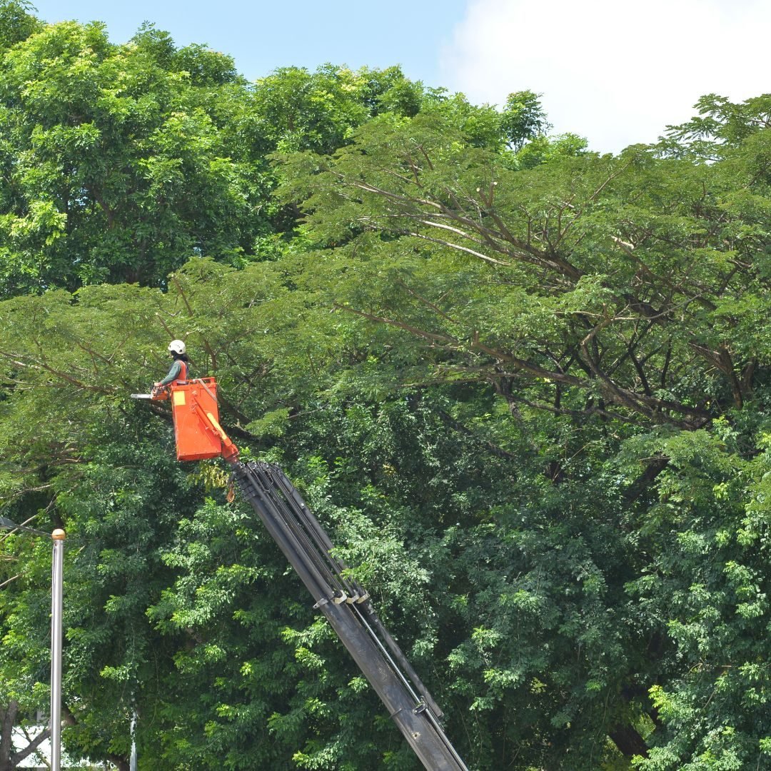 Arborist on a boom lift at a tree line — Tree removal Indian Head Park, IL