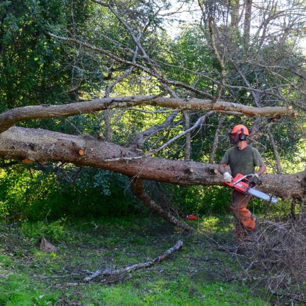 man cutting down tree