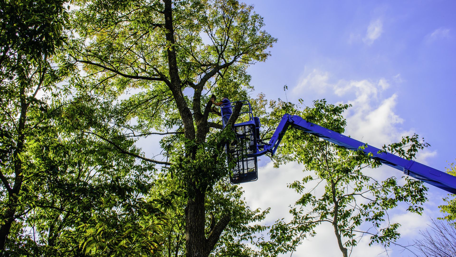 tree trimming services