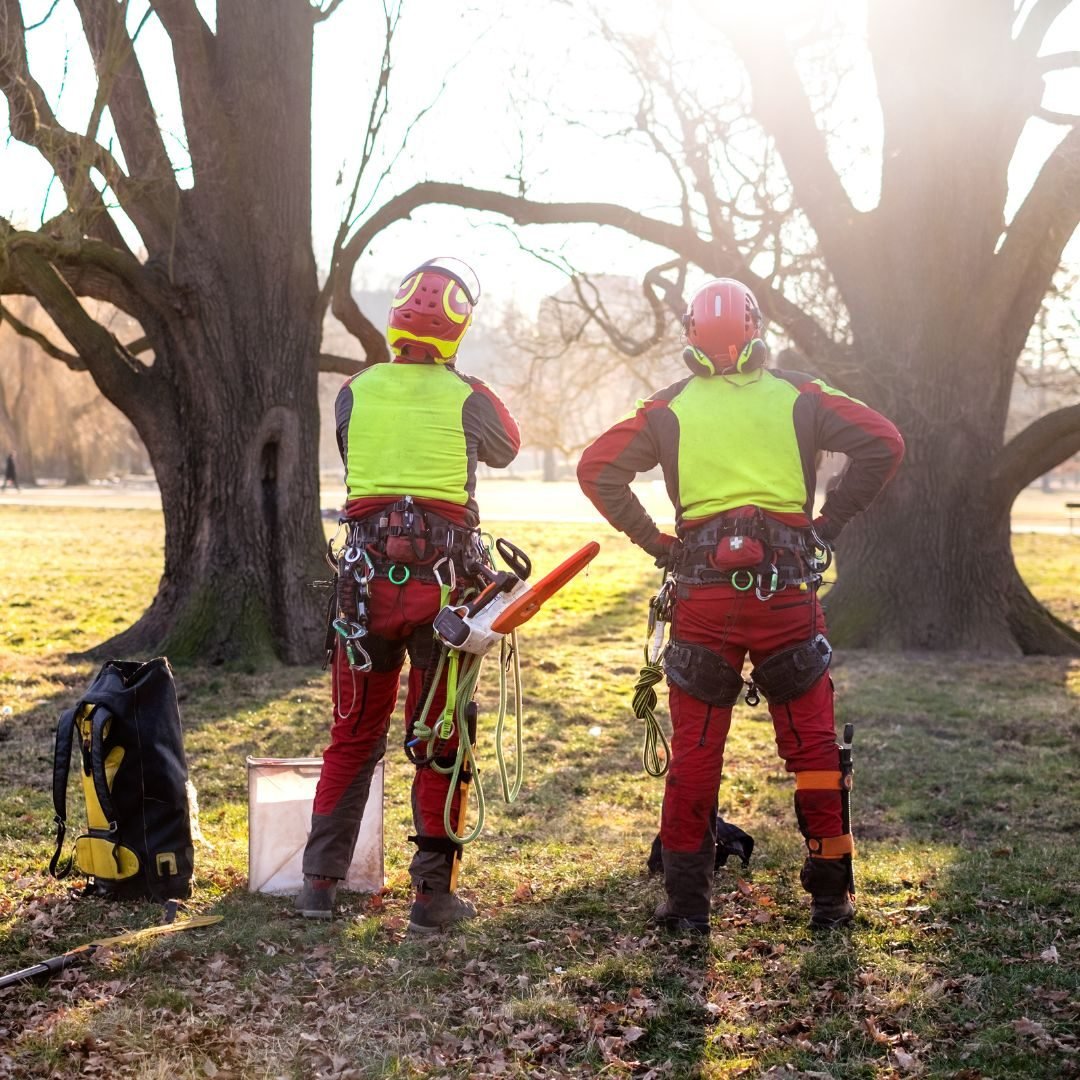 Two arborists surveying a work site — Tree removal Burnham, IL