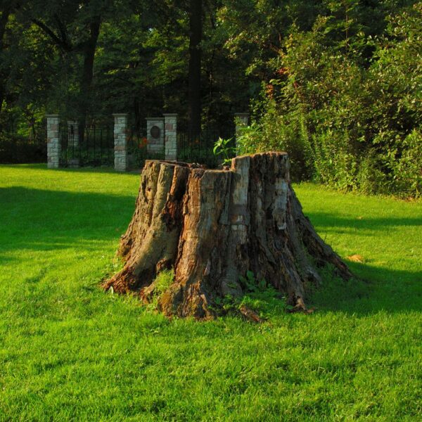 stump