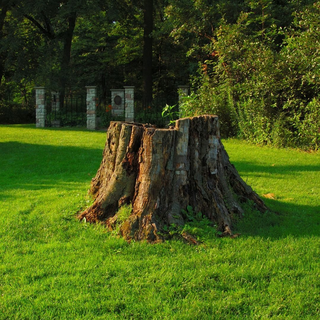 Broad stump in a mown lawn — Tree service Golf, IL