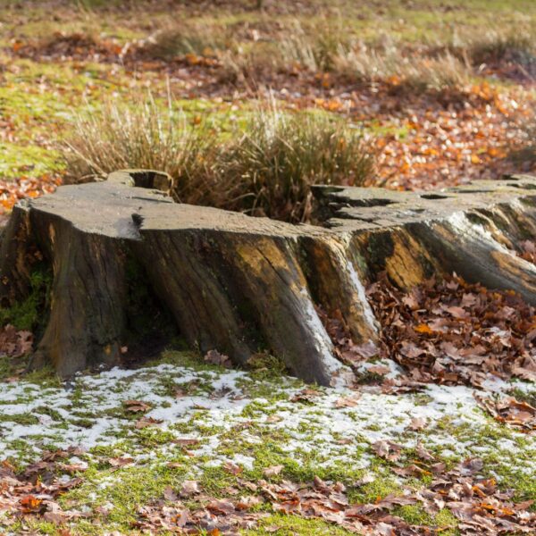 tree stump