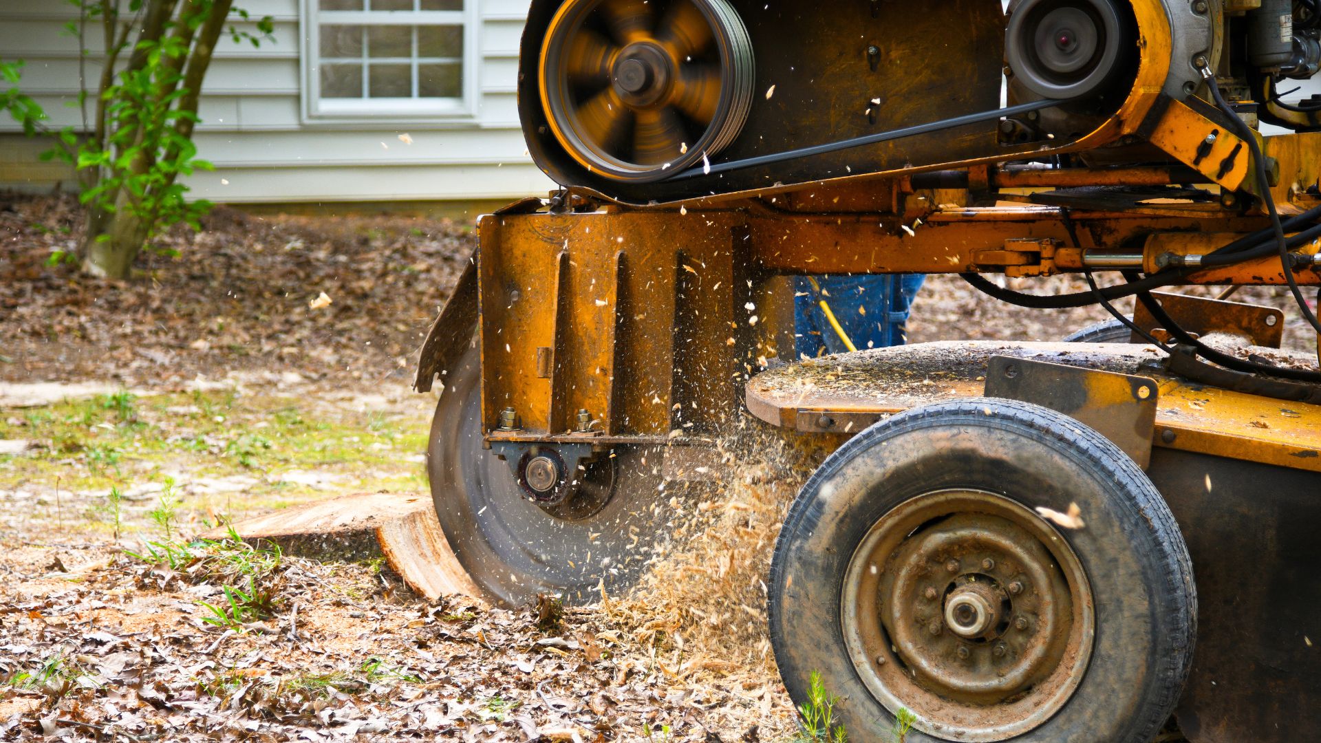 tree stump grinding