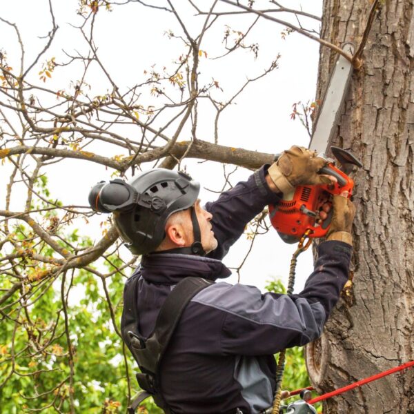 tree pruning
