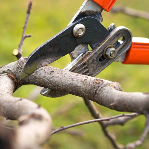 trimming a tree branch