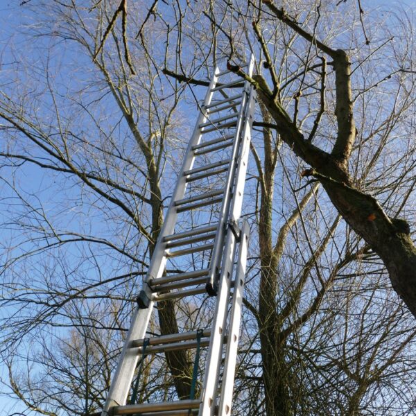 tall ladder leaning on tree