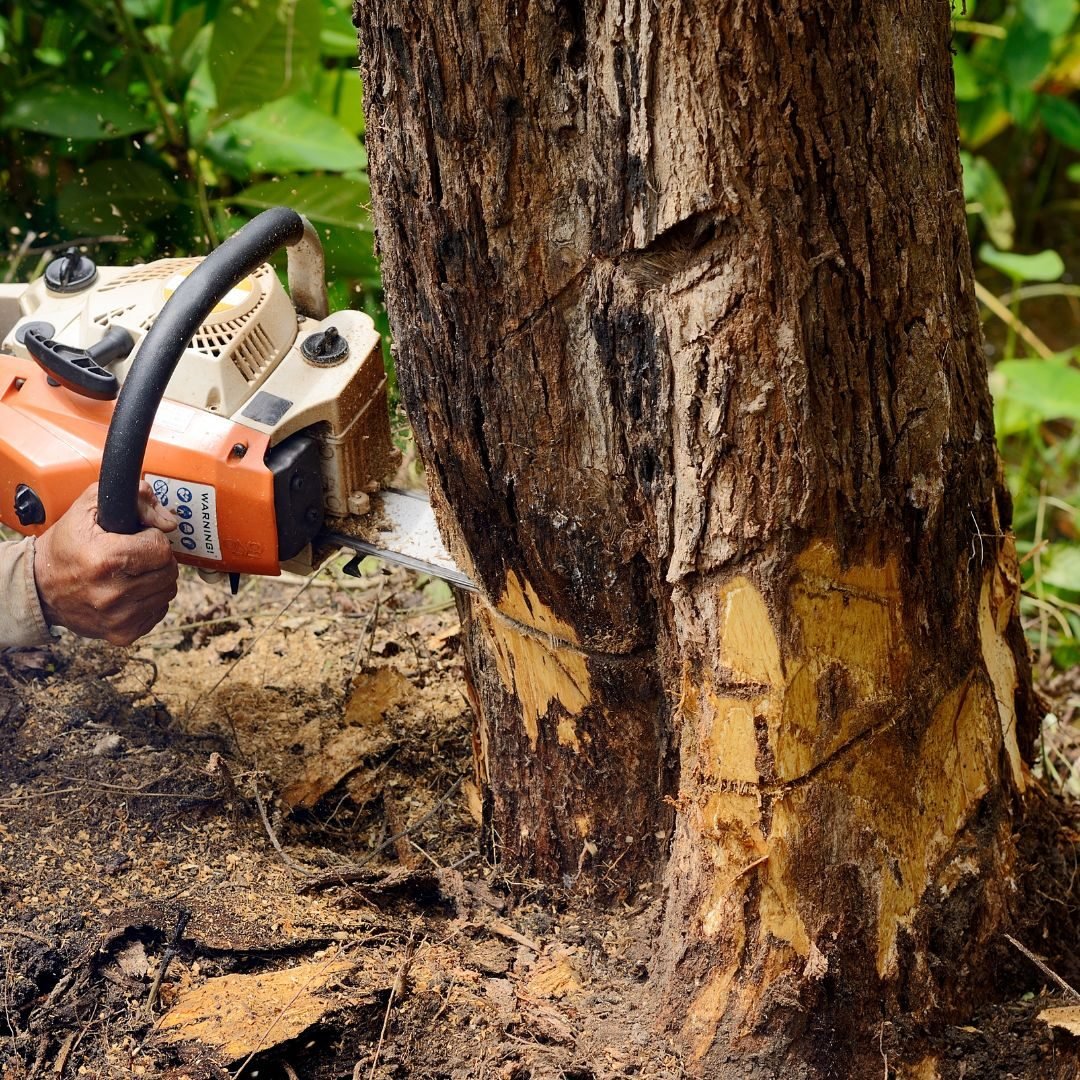 Chainsaw notching a large trunk — Tree removal Olympia Fields, IL