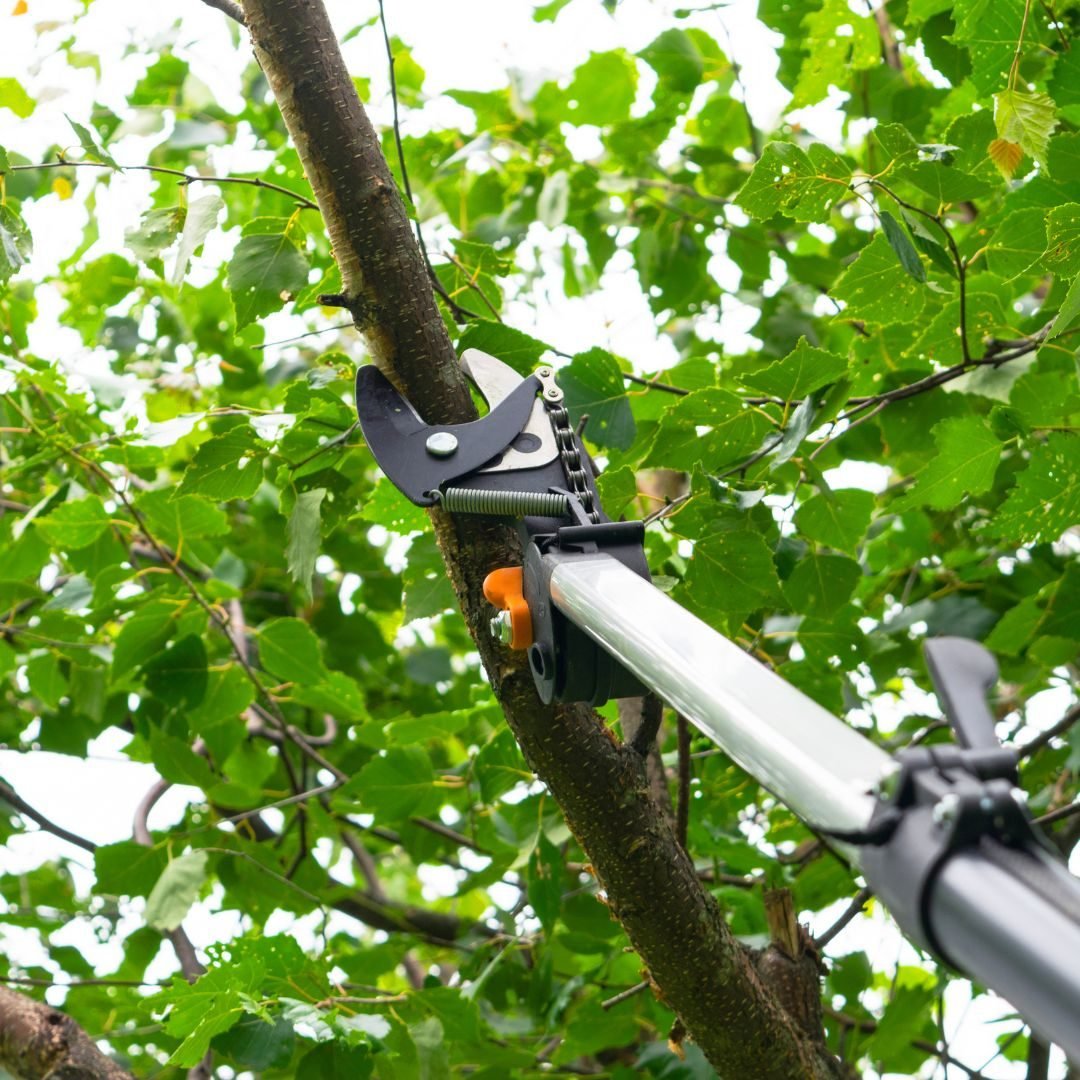 Pole lopper cutting a green branch — Tree service Matteson, IL