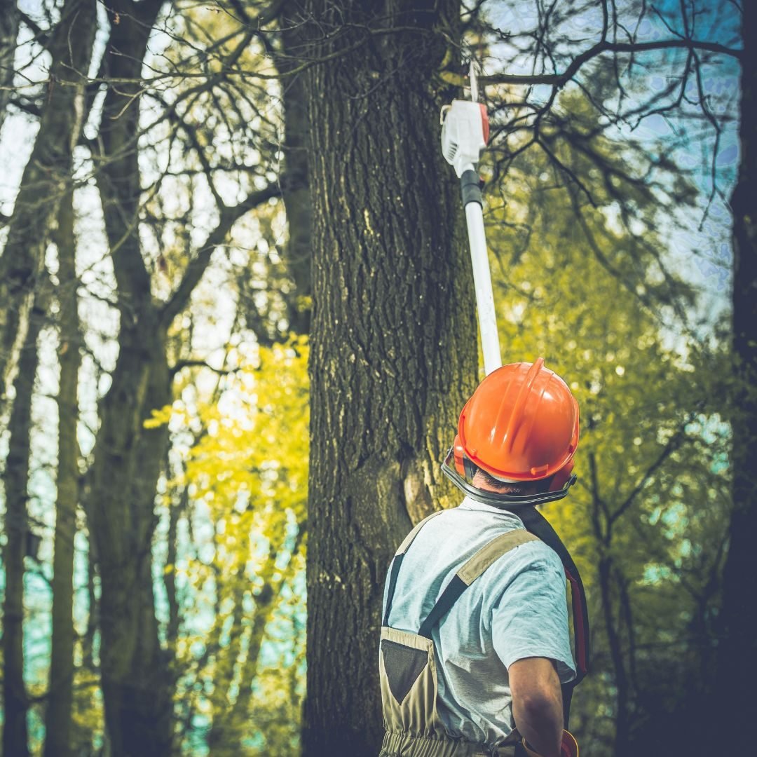 Arborist using a pole saw in a woodlot — Tree removal Merrionette Park, IL