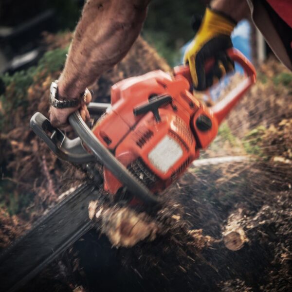 chainsaw cutting tree