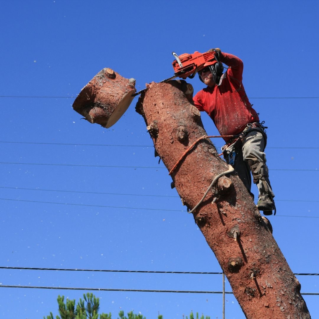 Climber sectioning a trunk near power lines — Tree service in Portage, IN