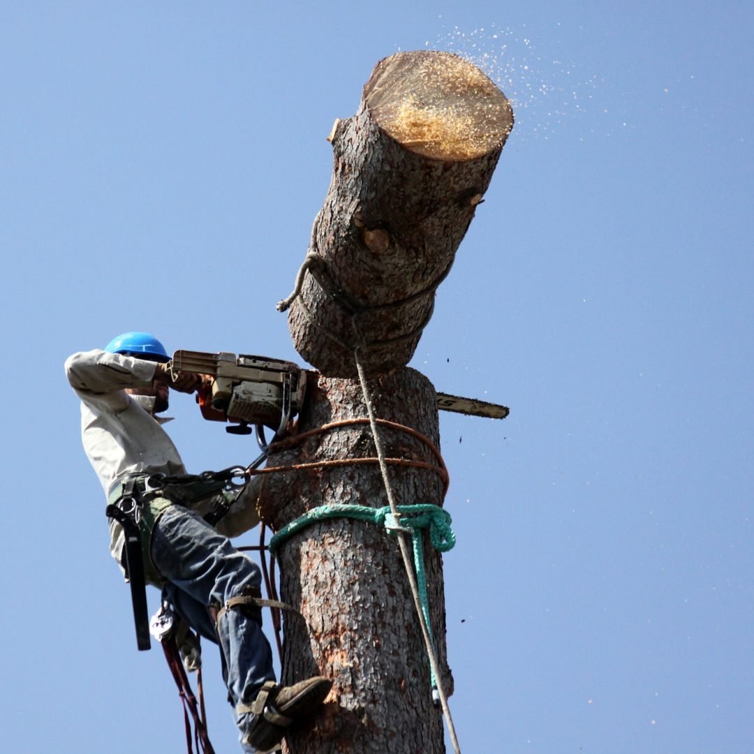 Climber cutting the top from a trunk — Tree service Robbins, IL