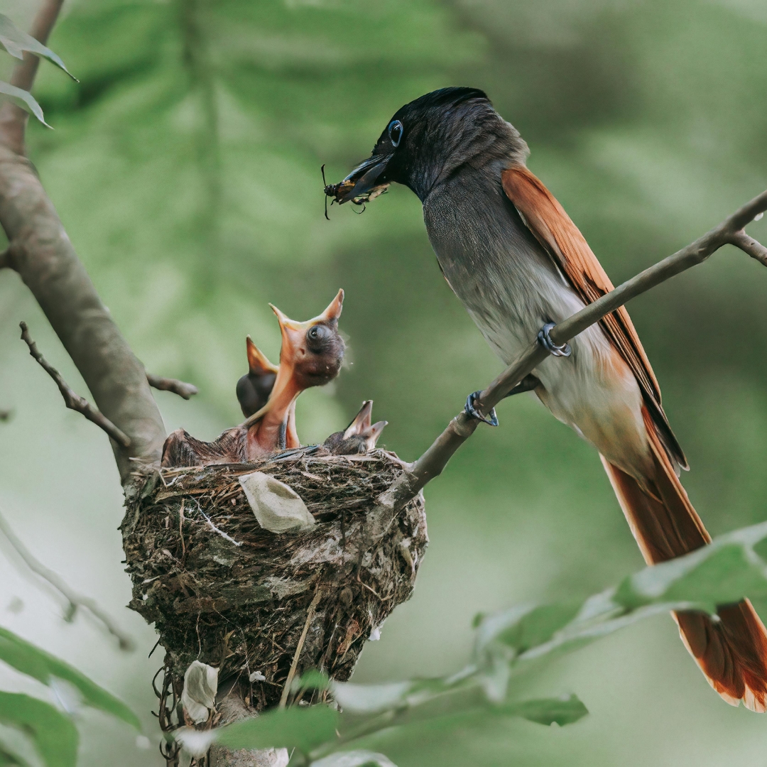 Bird feeding its chicks