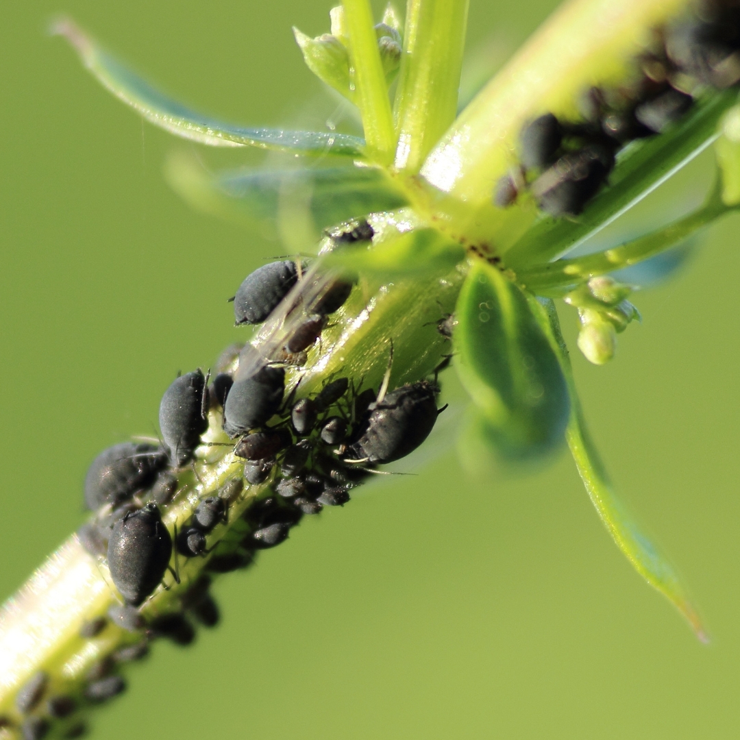 Aphids on a bush