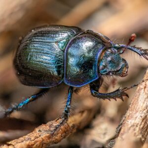Beetle on a dead piece of wood