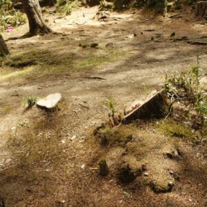 Tree stumps