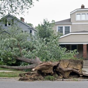 Fallen tree in front of a house