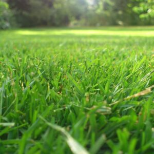 Close-up of a grassy yard