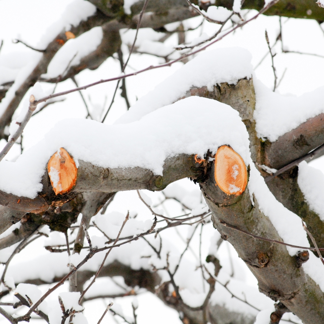 Pruned snowy tree branches
