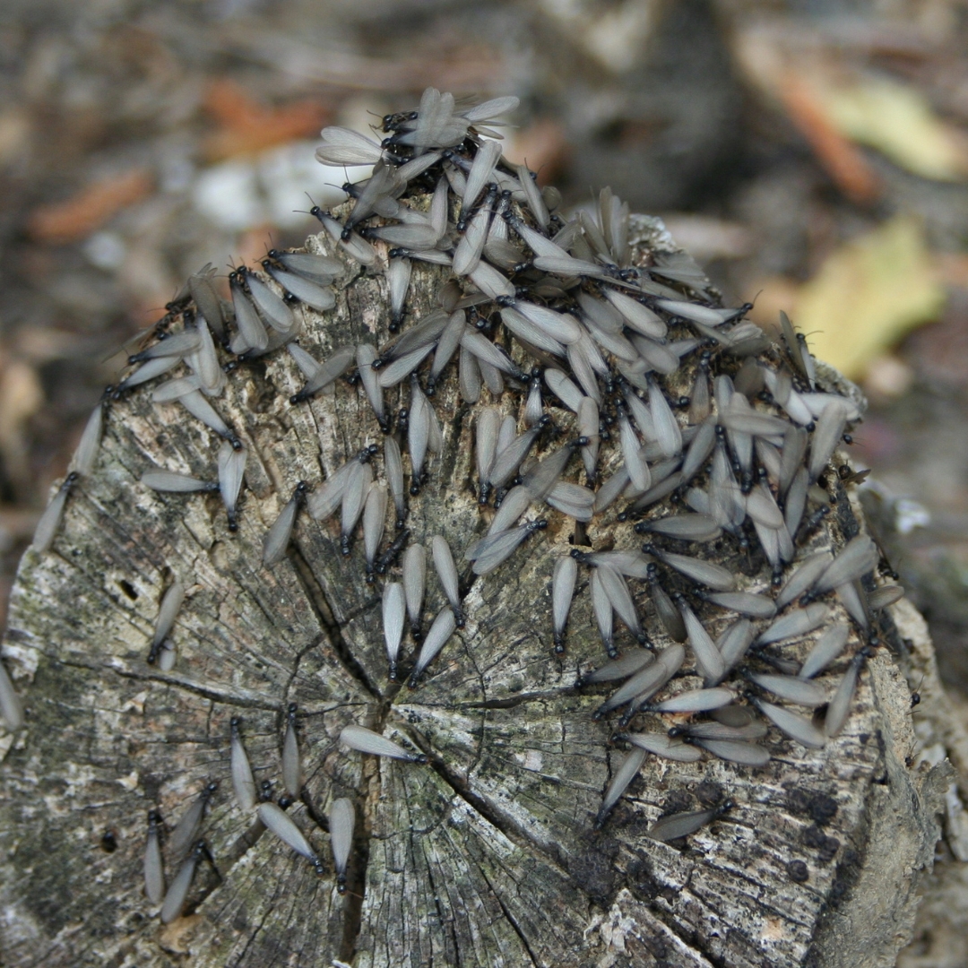 Termites on a stump