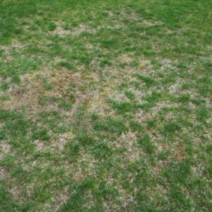 Dead patches of a lawn