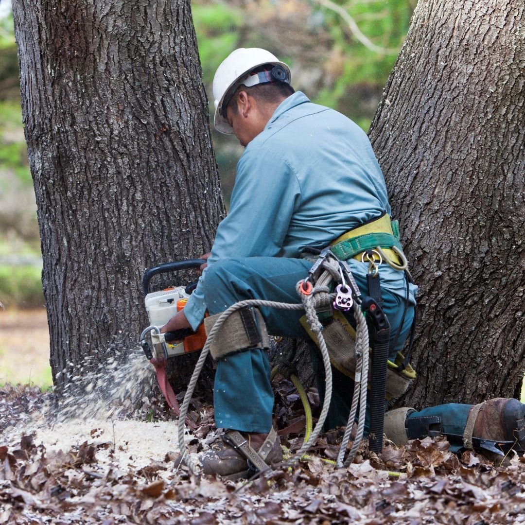 Arborist cutting at the base of a trunk — Tree removal Schaumburg, IL